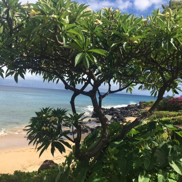Kuleana Turtle Sanctuary Beach Napili-Honokowai 외부 사진