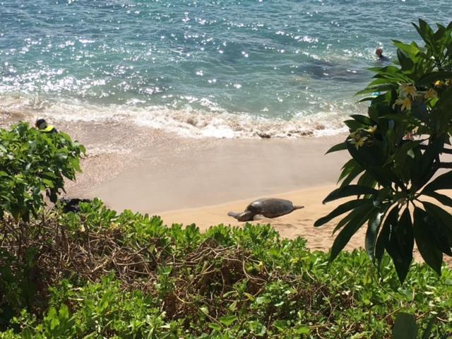 Kuleana Turtle Sanctuary Beach Napili-Honokowai 외부 사진